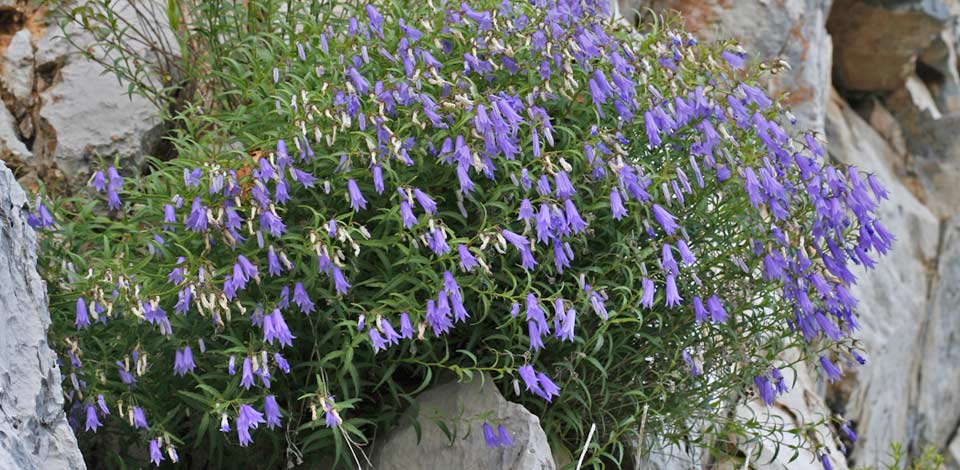Campanula tommasiniana bellflower (Učkarski zvončić)