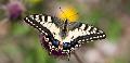 In Gorski Kotar live 499 species of butterflies