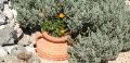 Düfte und Aromen von Lošinj