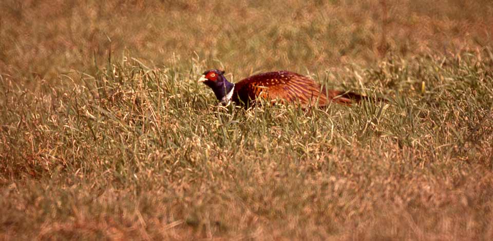 Tierbeobachtungen