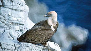 <a href="deu/tourismus/Was_unternehmen/Urlaub">Nur in der Region Kvarner</a>