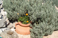 Düfte und Aromen von Lošinj