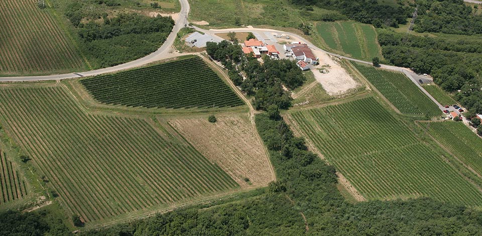 Wines