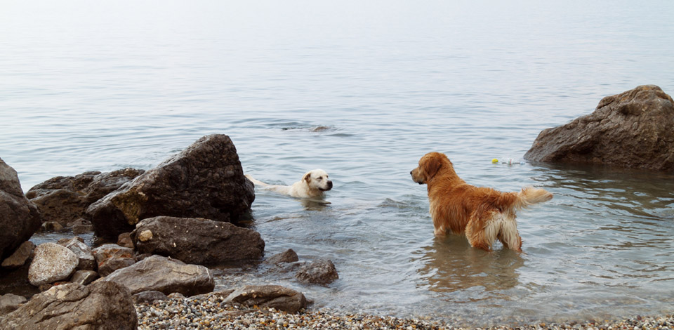 Dog beaches