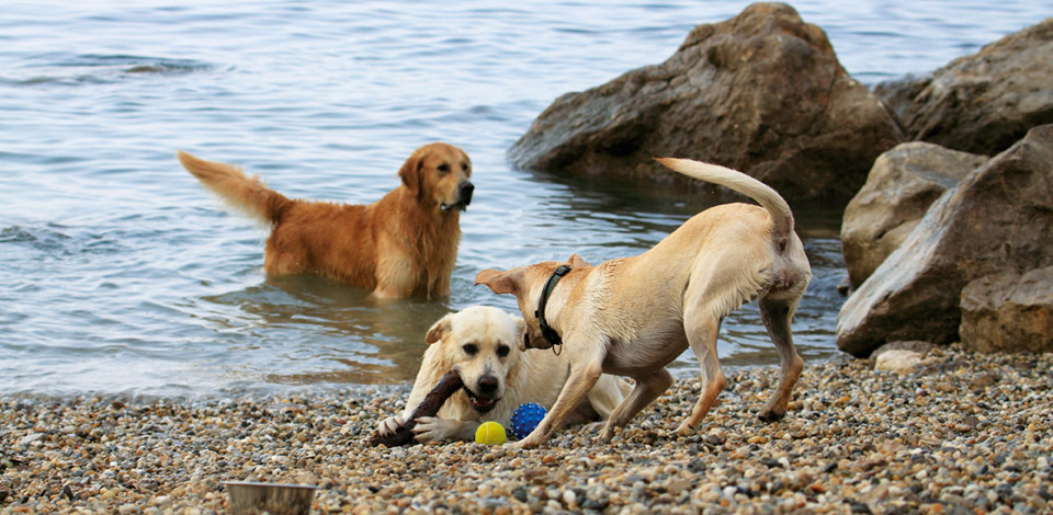 Dog beaches