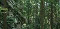 The Forest-park Golubinjak