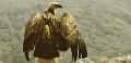 Kvarner - the habitat of many species in Europe threatened birds 