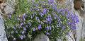 In Kvarner region lives more than 2700 species of flora