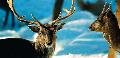 Fauna
