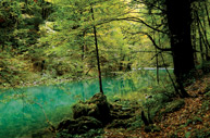 The Kupa