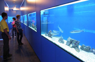 L’acquario di Bescanuova: il mondo misterioso del mare e dei suoi fondali