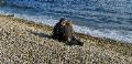 Spiagge