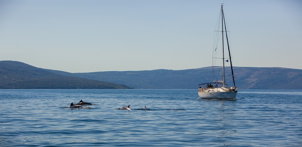 Kvarner, Cres, dolphins