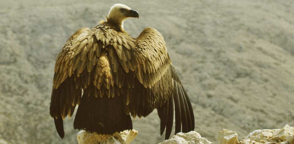 The Griffon Vulture