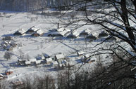 Bjelolasica